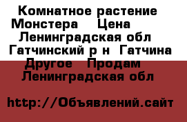 Комнатное растение “Монстера“ › Цена ­ 500 - Ленинградская обл., Гатчинский р-н, Гатчина  Другое » Продам   . Ленинградская обл.